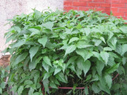 Lifestyle - Loại rau xưa mọc làm hàng rào hóa ra lại siêu bổ dưỡng, là một vị thuốc cực tốt được nhiều người lùng mua