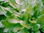 Lifestyle - Loại rau có tên như chuột kêu xưa mọc hoang không ai ngó ngàng, nay thành đặc sản "sang chảnh" giá hàng trăm nghìn/kg