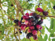 Lifestyle - Quả mọc dại trên rừng trông đẹp như nho, ăn vào miệng đen xì mà càng ăn càng "cuốn", bán đến 130.000đ/kg chị em vẫn lùng mua