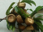 Lifestyle - Loại quả phải dùng búa để ăn, xưa đầy không ai nhặt nay chưa rụng đã có người "săn", hàng không có mà bán