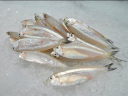 Lifestyle - Loài cá trong suốt có tên một loại hoa, xưa ít ai để ý giờ đem làm gỏi lại thành đặc sản ngon xuất sắc