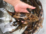 Lifestyle - Loài cá trốn trong bùn nhìn tối thui, thịt trắng và dai thơm như thịt gà, giá cao vẫn bán "đắt như tôm tươi"