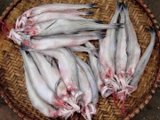 Lifestyle - Loài cá mang tên một loại củ xưa dành cho nhà nghèo, nay thành đặc sản dân thành phố ưa chuộng, có tiền cũng khó mua