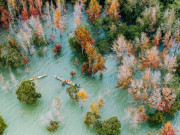 Lifestyle - Rừng phong thay lá đẹp ngây người như trời Tây giữa lòng Quảng Trị, ai đến cũng ngỡ ngàng vì quá đẹp!