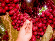 Lifestyle - Loại quả màu đỏ mọc chi chít từ cành xuống thân là đặc sản Đắk Lắk, vị ngon ngọt ai ăn một lần là "nghiện"