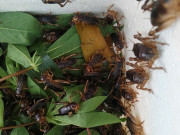 Lifestyle - Loài vật nhìn đã rùng mình nay là đặc sản Đồng Nai dân sành ăn thích mê, cách săn bắt độc lạ chỉ dân chuyên biết