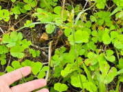 Lifestyle - Thứ rau mọc bờ bụi phải nhổ bỏ như cỏ dại nay thành đặc sản chị em lùng mua, nấu canh cua thì ngon hơn "sơn hào hải vị"