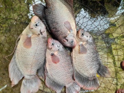 Lifestyle - Loài cá có "tai" lạ là đặc sản nổi tiếng miền Tây, đem làm món nhìn đã "nổi da gà" nhưng lại là tuyệt đỉnh ẩm thực