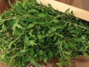 Lifestyle - Loại rau xưa trồng ở bờ rào, bị xem như "rác" nay "lên đời" thành đặc sản Lào Cai, có tiền cũng khó mua