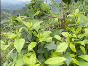 Lifestyle - Thứ lá càng hái càng mọc, tưởng chỉ mọc dại trong rừng nay thành đặc sản xuất hiện ở nhà hàng nhờ vị ngọt bùi độc lạ