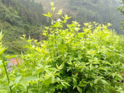 Lifestyle - Loại rau mọc dại được xem như "sâm núi", là kho báu của rừng bởi hương vị đặc trưng, giá tới 90.000 đồng/kg