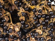 Lifestyle - "Gia vị đệ nhất Tây Bắc" xưa rẻ bèo ít ai mua, nay thành đặc sản đắt đỏ nhờ mùi vị đặc trưng, giá 350.000 đồng/kg