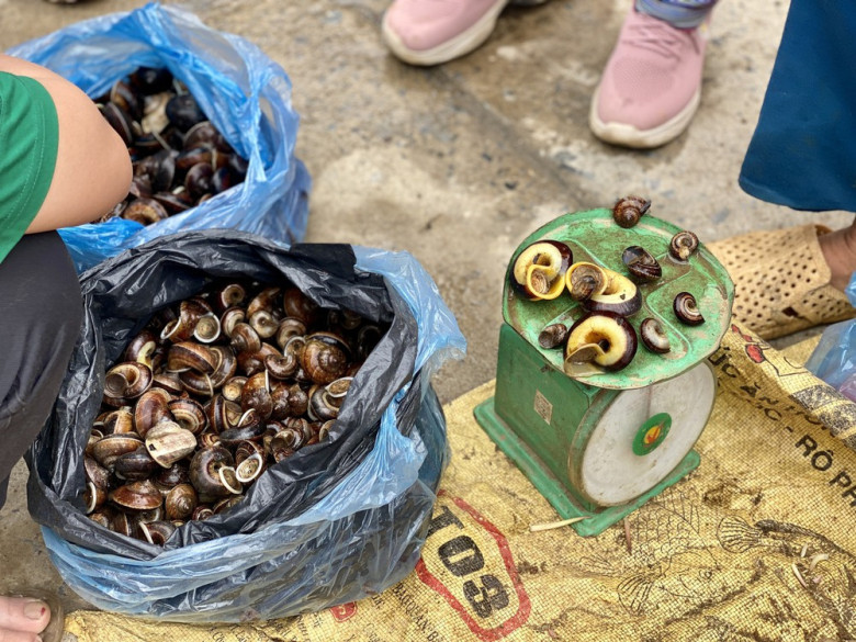 Loài Ốc Lạ Chỉ Ăn Cây Thuốc Trên Rừng, Có Mùi Thơm Như Thuốc Bắc, Giá Tới 400.000Đ/Kg Vẫn Ùn Ùn Người Mua Vì Bổ Dưỡng Loài Ốc Lạ Chỉ Ăn Cây Thuốc Trên Rừng, Có Mùi Thơm Như Thuốc Bắc, Giá Tới 400.000Đ/Kg Vẫn Ùn Ùn Người Mua Vì Bổ Dưỡng - 2