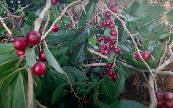 Trái lạ mọc dại trên rừng xưa rụng thối gốc không ai nhặt: Nay thành thức quà tuổi thơ, quả đỏ au nhìn siêu hấp dẫn Trái lạ mọc dại trên rừng xưa rụng thối gốc không ai nhặt: Nay thành thức quà tuổi thơ, quả đỏ au nhìn siêu hấp dẫn - 2