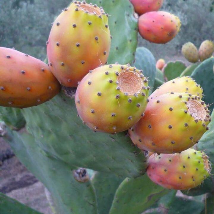 Loại cây xưa bị nông dân cực ghét nay lại thành đặc sản siêu bổ dưỡng, cực amp;#34;hotamp;#34; ở nước ngoài, giá đến 300.000đ/kg - 2