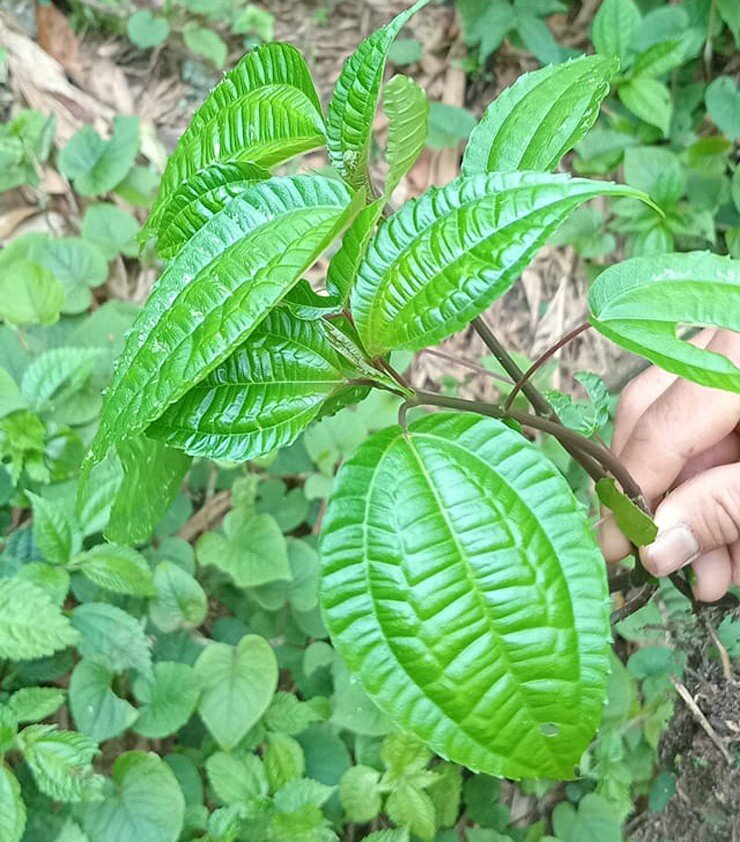 Thứ lá tên đọc amp;#34;méo cả miệngamp;#34; xưa mọc đầy rừng không ai hái nay thành đặc sản Lào Cai nhờ mùi thơm lạ hiếm có - 2