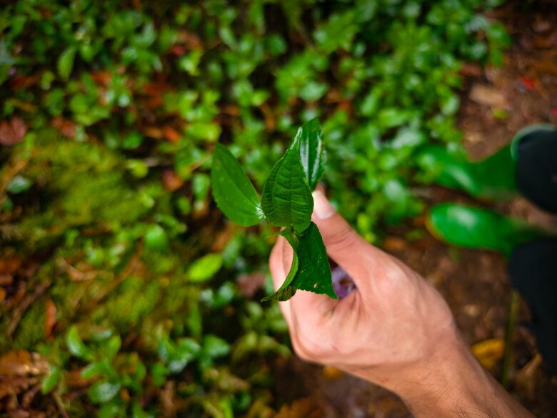 Thứ lá tên đọc amp;#34;méo cả miệngamp;#34; xưa mọc đầy rừng không ai hái nay thành đặc sản Lào Cai nhờ mùi thơm lạ hiếm có - 3