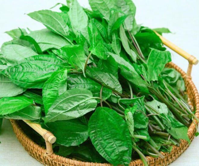 Thứ lá tên đọc amp;#34;méo cả miệngamp;#34; xưa mọc đầy rừng không ai hái nay thành đặc sản Lào Cai nhờ mùi thơm lạ hiếm có - 1