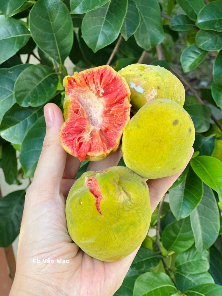 Thứ Quả Có Ruột Màu Hồng Cực Xinh Xưa Đầy Ở Quê Nay Thành Đặc Sản Thành Phố, Giá Ngang Trái Cây Nhập Khẩu Thứ Quả Có Ruột Màu Hồng Cực Xinh Xưa Đầy Ở Quê Nay Thành Đặc Sản Thành Phố, Giá Ngang Trái Cây Nhập Khẩu - 4