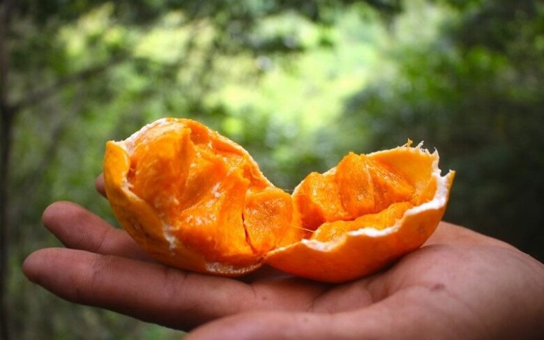 Loại quả xưa rụng thối gốc không ai nhặt, giá rẻ như cho nay thành đặc sản thành phố, 150.000 đồng/kg vẫn amp;#34;cháy hàngamp;#34; - 6