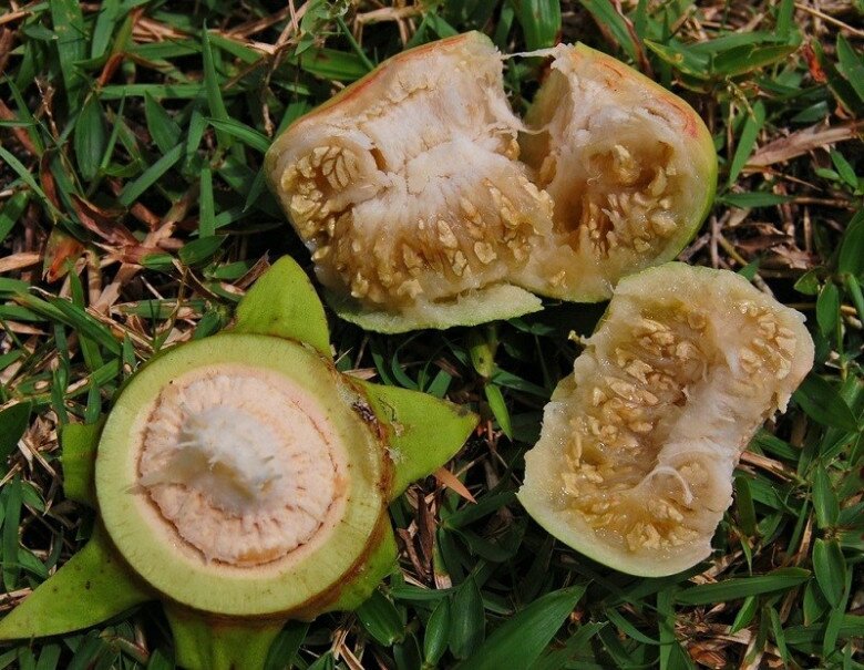 Loại Quả Nghe Tên Đã Thấy Nghèo Khó Là Đặc Sản Chỉ Người Miền Tây Biết, Đem Nấu Món Gì Cũng Ngon Tuyệt Đỉnh Loại Quả Nghe Tên Đã Thấy Amp;#34;Nghèo Khóamp;#34; Là Đặc Sản Chỉ Người Miền Tây Biết, Đem Nấu Món Gì Cũng Ngon Tuyệt Đỉnh - 2