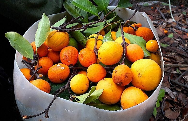 Loại quả xưa rụng thối gốc không ai nhặt, giá rẻ như cho nay thành đặc sản thành phố, 150.000 đồng/kg vẫn amp;#34;cháy hàngamp;#34; - 3