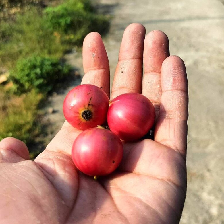 Trái lạ mọc dại trên rừng xưa rụng thối gốc không ai nhặt: Nay thành thức quà tuổi thơ, quả đỏ au nhìn siêu hấp dẫn Trái lạ mọc dại trên rừng xưa rụng thối gốc không ai nhặt: Nay thành thức quà tuổi thơ, quả đỏ au nhìn siêu hấp dẫn - 3