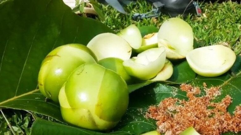 Loại Quả Nhắc Tên Đã Rớt Nước Miếng, Xưa Chỉ Mọc Dại Không Ai Thèm Ăn Nay Thành Của Hiếm Phải Đặt Trước Mới Có Loại Quả Nhắc Tên Đã Amp;#34;Rớt Nước Miếngamp;#34;, Xưa Chỉ Mọc Dại Không Ai Thèm Ăn Nay Thành Của Hiếm Phải Đặt Trước Mới Có - 2