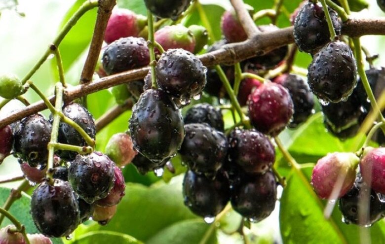 Quả Mọc Dại Trên Rừng Trông Đẹp Như Nho, Ăn Vào Miệng Đen Xì Mà Càng Ăn Càng Cuốn, Bán Đến 130.000Đ/Kg Chị Em Vẫn Lùng Mua Quả Mọc Dại Trên Rừng Trông Đẹp Như Nho, Ăn Vào Miệng Đen Xì Mà Càng Ăn Càng Amp;#34;Cuốnamp;#34;, Bán Đến 130.000Đ/Kg Chị Em Vẫn Lùng Mua - 3