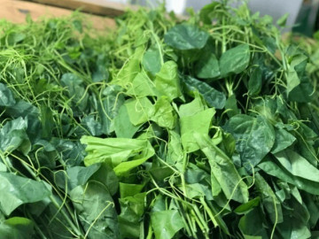 Loại rau khiến khách bịt mũi bỏ chạy lại thành đặc sản xuất khẩu sang Mỹ nhờ hương vị lạ và siêu bổ dưỡng