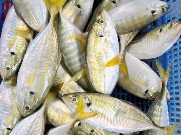 Loài cá tên như con gái là đặc sản chị em săn lùng, thịt ngọt ngon săn chắc lại thơm béo như phomai