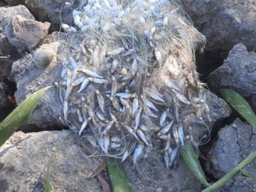 Loài cá xưa là món nhà nghèo, xưa nhiều vô kể nay hiếm đến mức không có mà mua, phải đặt trước cả tháng