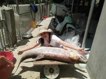 Loài cá được mệnh danh là cọp nước ở sông Đà, là thủy quái siêu hiếm và khó đánh bắt bậc nhất