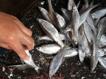 Loài cá bé bằng ngón tay xưa đầy phải đem cho lợn ăn, nay thành phơi khô thành đặc sản giá đến 300.000 đồng/kg