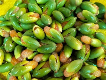 Loại quả xưa chỉ trồng làm cảnh rụng bỏ đi, nay chế biến thành đặc sản giá tới 200.000đ/kg cũng khó mà mua