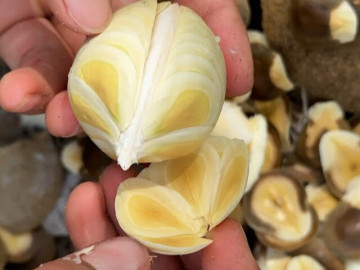 Loại quả thơm mát ngọt lành người miền Tây si mê nhưng hiếm ai biết tên, xưa nhặt là có nay thành của quý