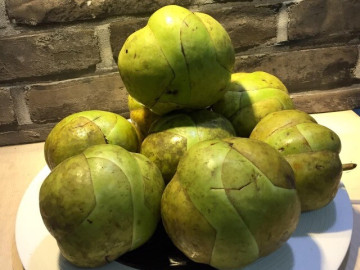 Loại quả nhắc tên đã rớt nước miếng, xưa chỉ mọc dại không ai thèm ăn nay thành của hiếm phải đặt trước mới có