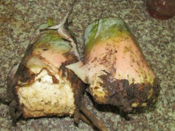 Thứ xưa nhà nghèo ăn chống đói nay thành đặc sản đóng hộp bán khắp nơi, người thành phố nhìn mà thòm thèm