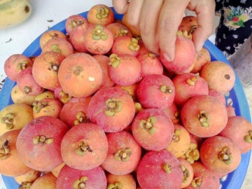 Loại quả màu hồng bắt mắt vừa lạ vừa quen xưa rụng thối gốc không ai nhặt nay thành đặc sản bán hết veo