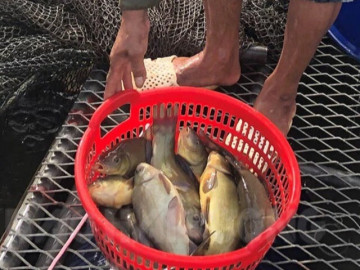 Loài cá có mùi thơm lạ kỳ xưa chẳng ai biết, nay thành đặc sản vì quá khó nuôi