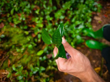 Thứ lá tên đọc "méo cả miệng" xưa mọc đầy rừng không ai hái nay thành đặc sản Lào Cai nhờ mùi thơm lạ hiếm có