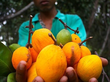 Loại quả xưa rụng thối gốc không ai nhặt, giá rẻ như cho nay thành đặc sản thành phố, 150.000 đồng/kg vẫn cháy hàng