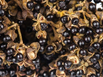 Gia vị đệ nhất Tây Bắc xưa rẻ bèo ít ai mua, nay thành đặc sản đắt đỏ nhờ mùi vị đặc trưng, giá 350.000 đồng/kg