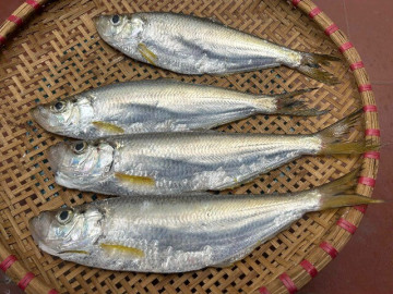 Lifestyle - Loài cá được xem là "tứ quý ngư" ở Việt Nam, xương nhiều nhưng thịt ngọt đậm khó cưỡng, dân thành phố ưa chuộng