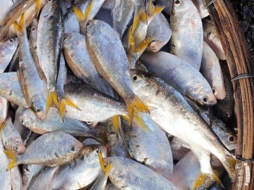 Loài cá do chim hóa thành độc quyền ở sông Hồng, mỗi năm ngược dòng đẻ trứng, thịt béo ngậy đặc trưng làm đủ món ngon