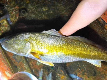 Lifestyle - Loài cá quý giá cả tỷ đồng ở Việt Nam, bên trong chứa thứ giới nhà giàu khắp nơi "săn lùng"