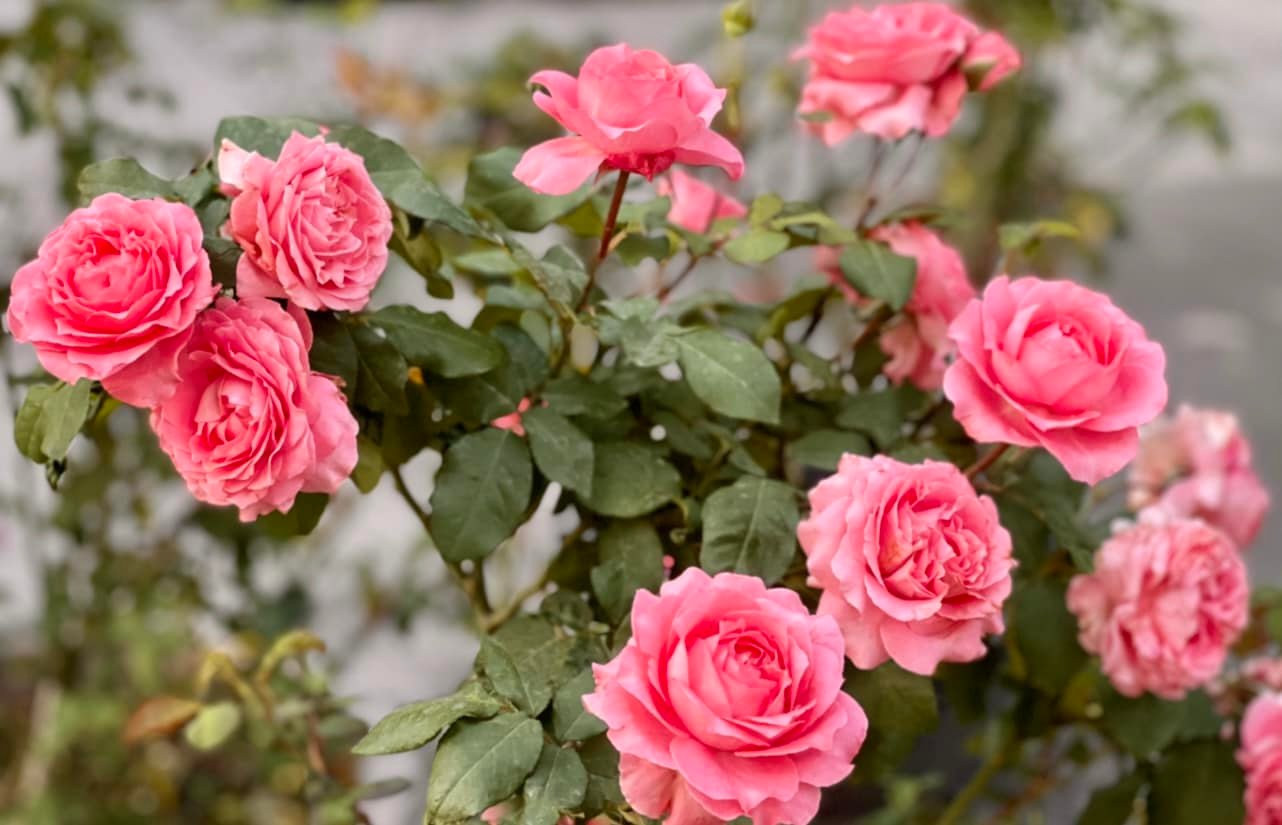 Vườn hồng amp;#34;bạc tỷamp;#34; của vợ chồng MC Quyền Linh khiến nhiều người cả đời mơ ước - 6