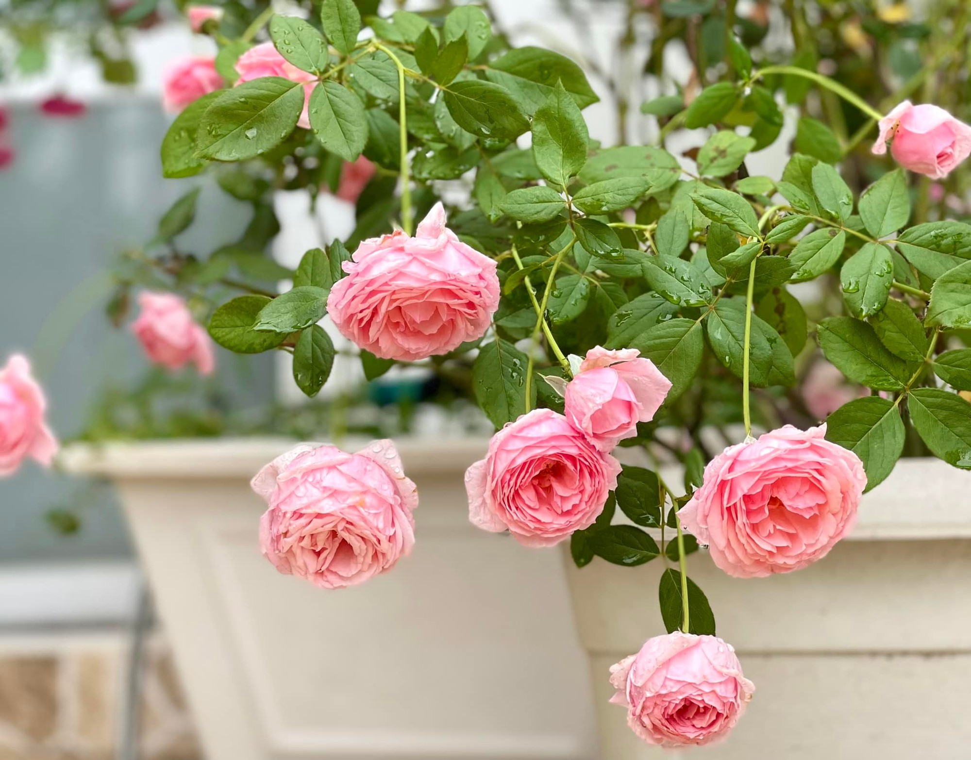 Vườn hồng amp;#34;bạc tỷamp;#34; của vợ chồng MC Quyền Linh khiến nhiều người cả đời mơ ước - 7