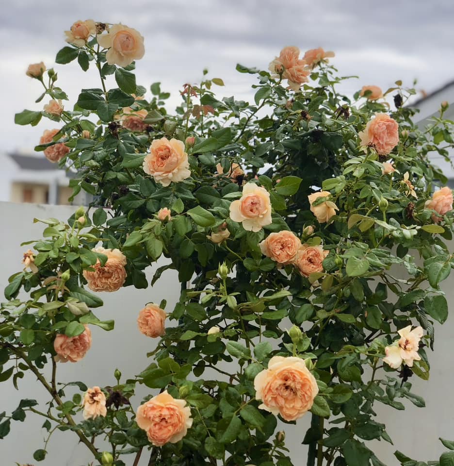 Vườn hồng amp;#34;bạc tỷamp;#34; của vợ chồng MC Quyền Linh khiến nhiều người cả đời mơ ước - 5