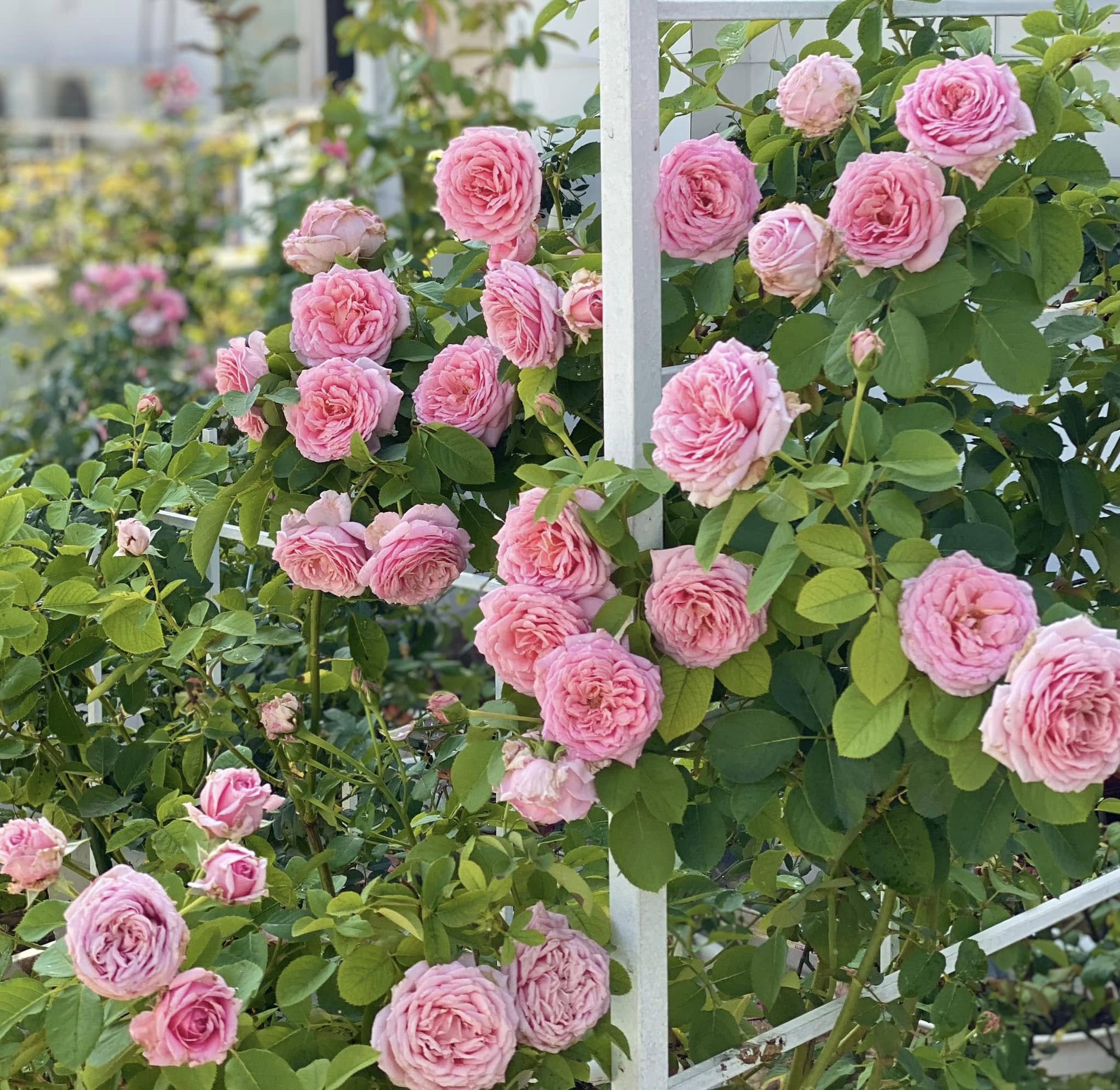 Ảnh: FB Dạ Thảo